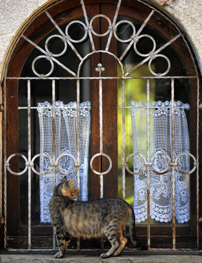 Un gentile ospite - Gatto